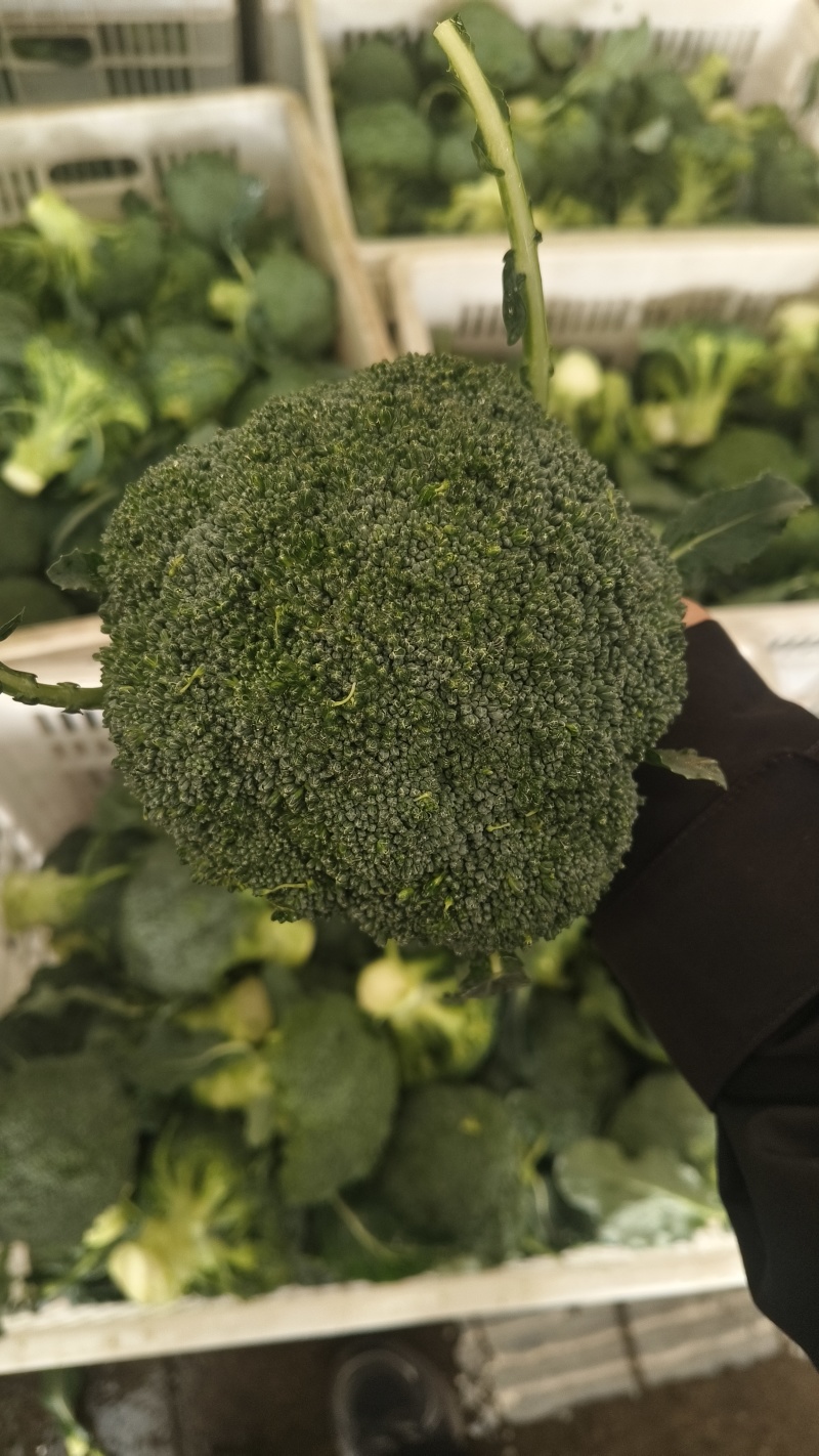 新鲜西兰花，保质保量，精品现货