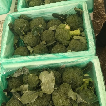 新鲜西兰花，保质保量，精品现货
