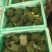 新鲜西兰花，保质保量，精品现货