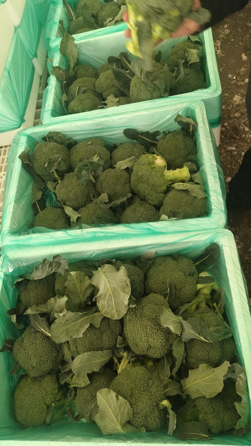 新鲜西兰花，保质保量，精品现货
