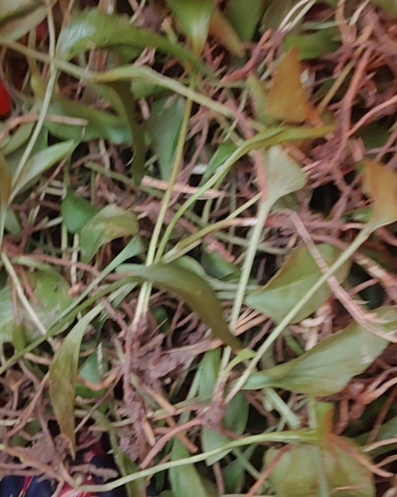中药材一支箭