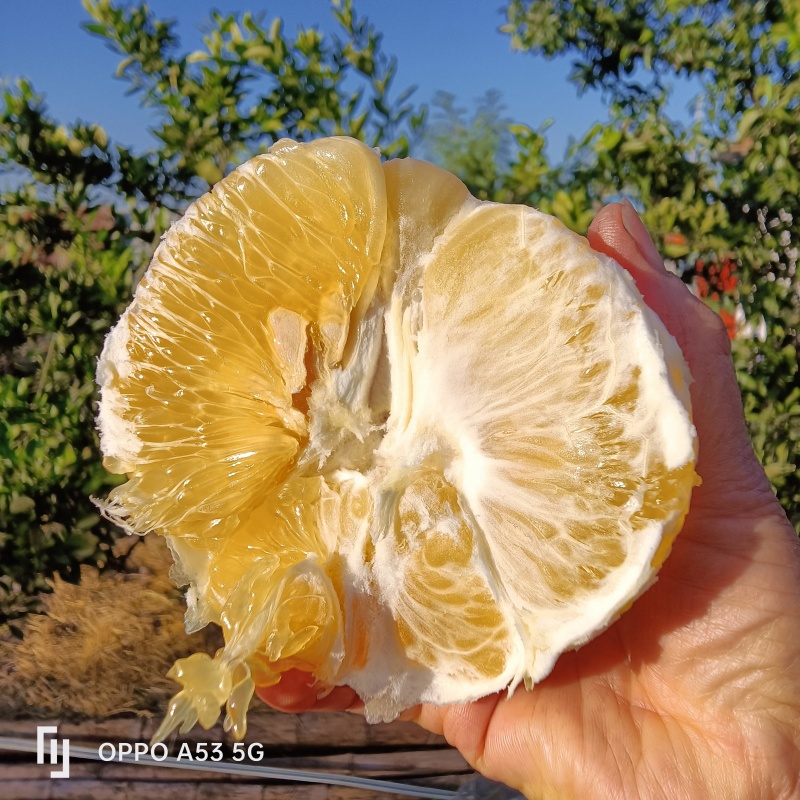 鸡尾葡萄柚