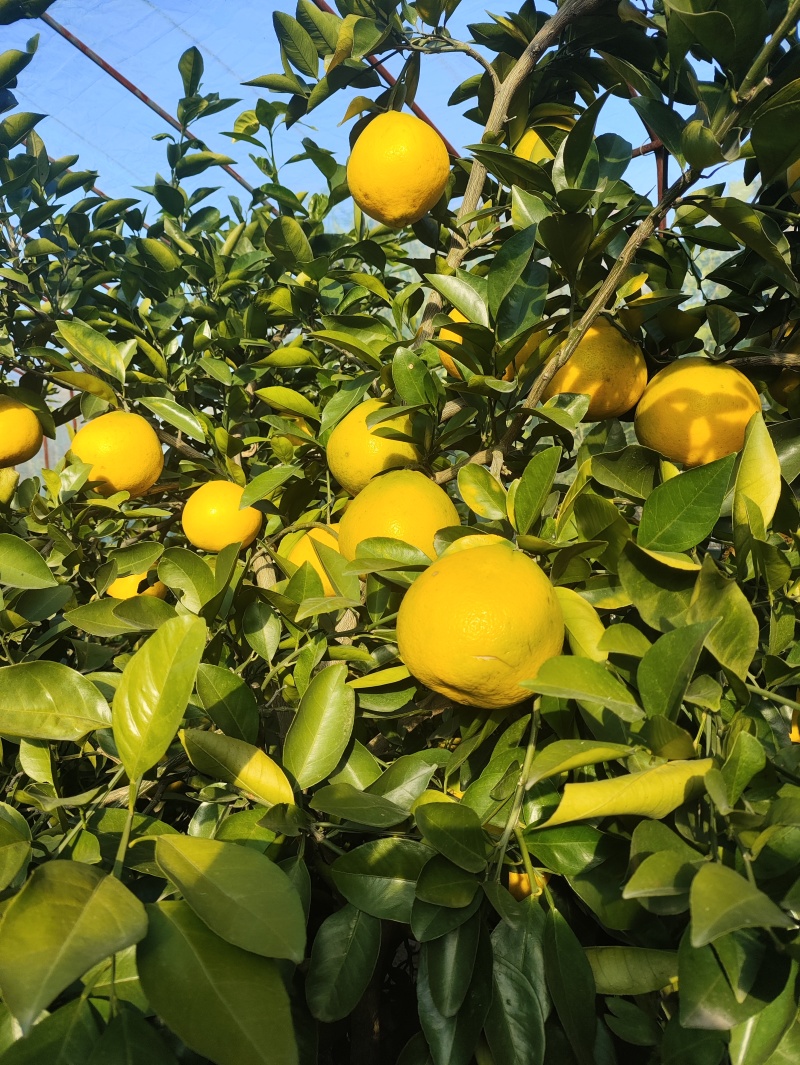 鸡尾葡萄柚