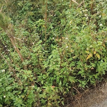 鬼针草