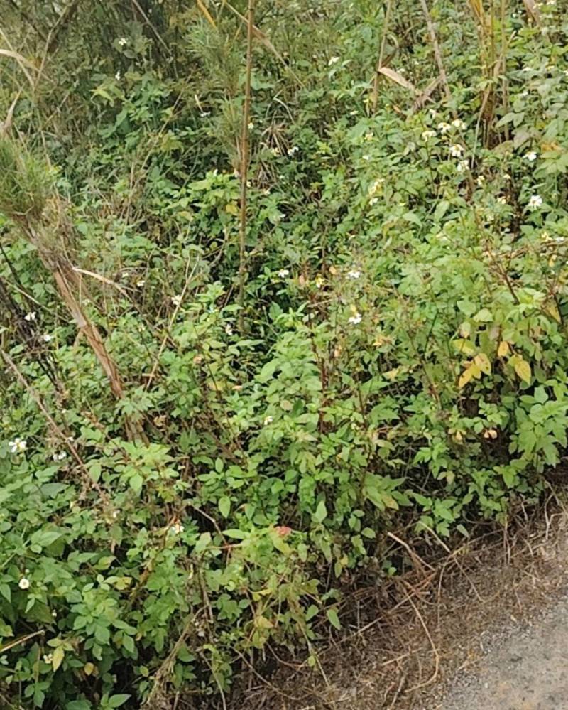 鬼针草