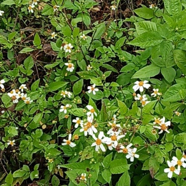 鬼针草