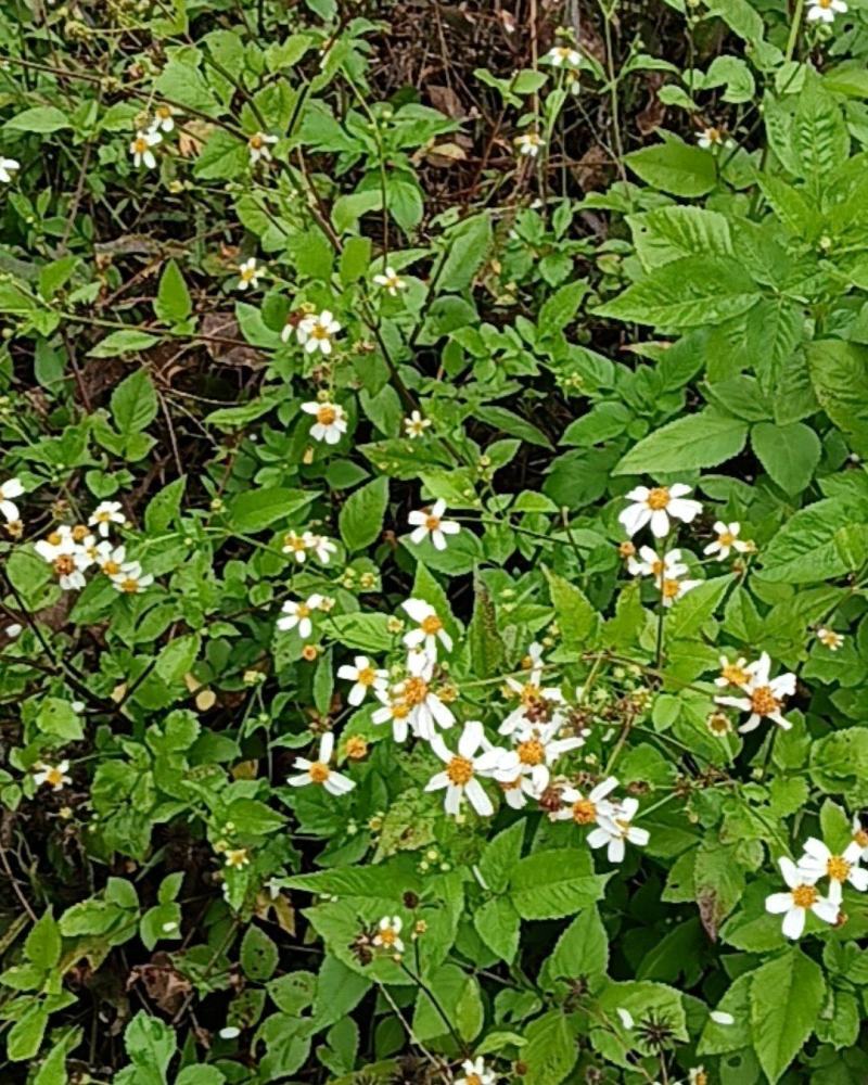 鬼针草