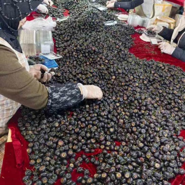 红果参批发，电商一件代发，价格便宜，质量保证，放心购