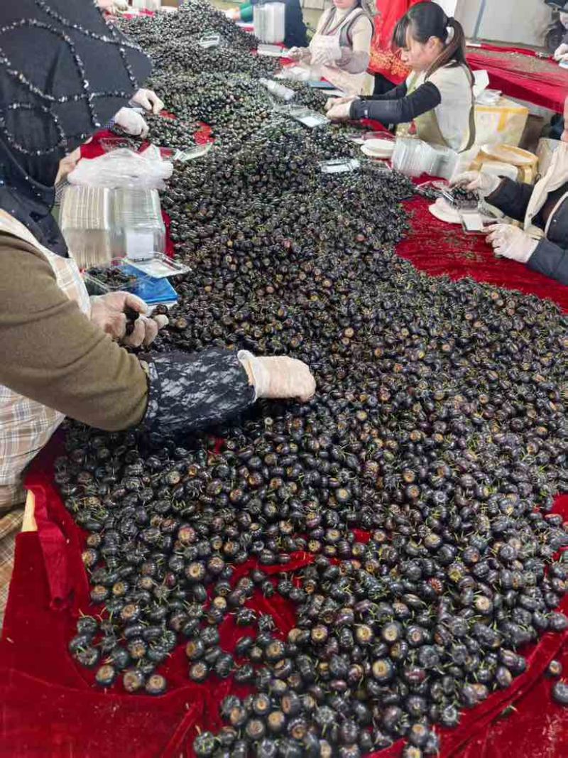 红果参批发，电商一件代发，价格便宜，质量保证，放心购