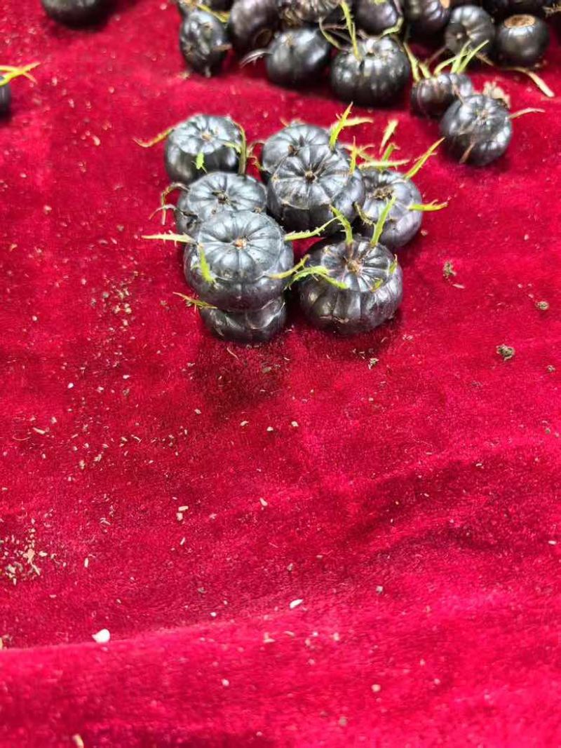红果参批发，电商一件代发，价格便宜，质量保证，放心购
