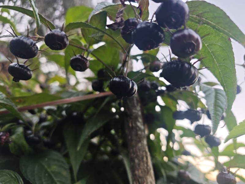 云南红果参
