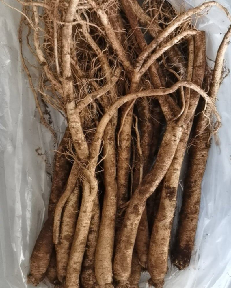 云南小人参