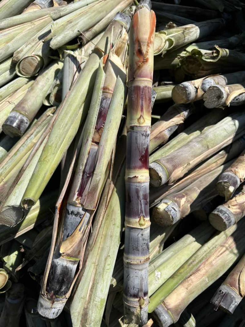 广西黑皮甘蔗桂2种苗，适合南方北方地区种植，早熟种苗，易管理