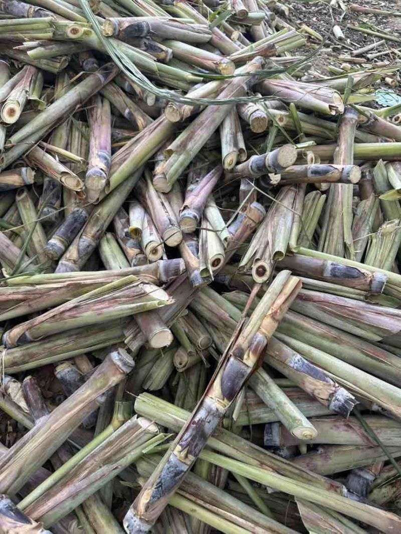 广西黑皮甘蔗桂2种苗，适合南方北方地区种植，早熟种苗，易管理