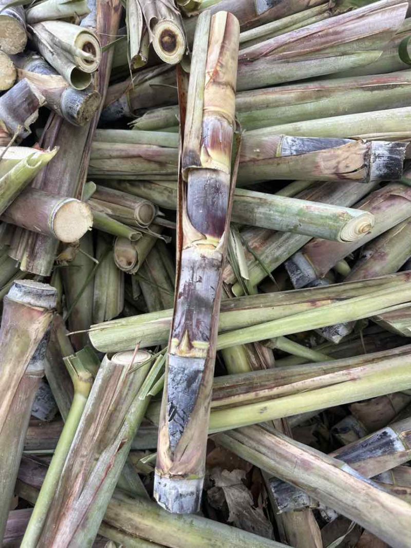 广西黑皮甘蔗桂2种苗，适合南方北方地区种植，早熟种苗，易管理