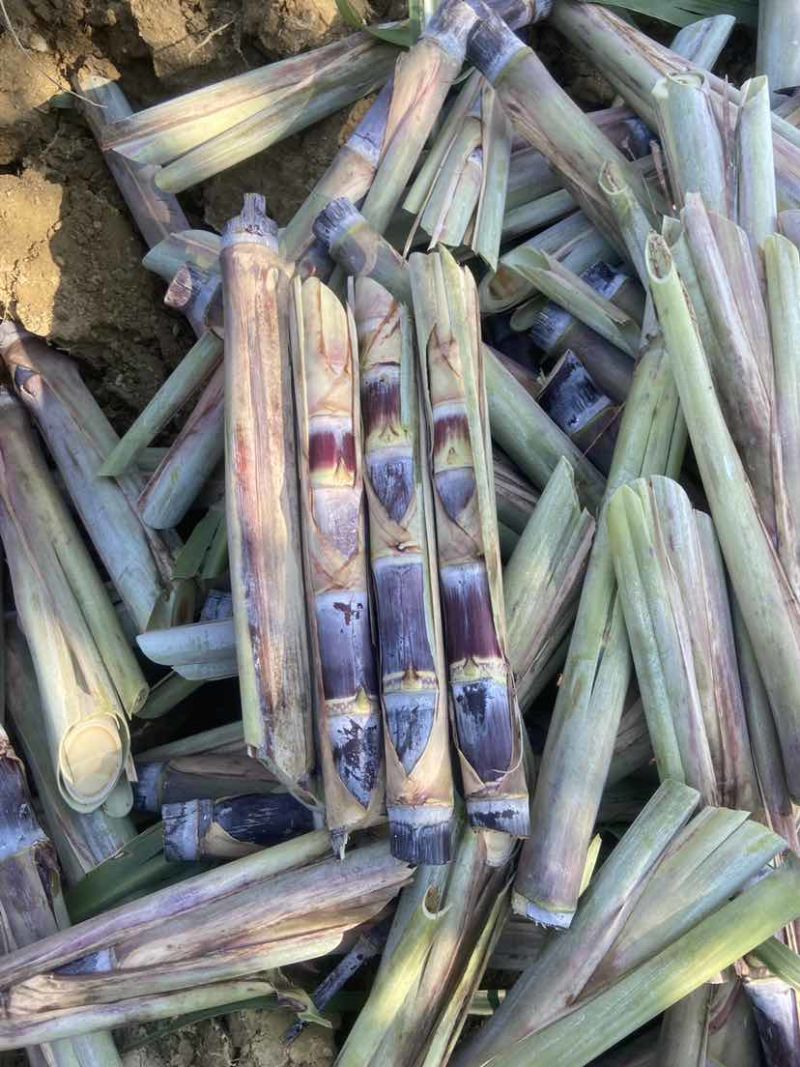 广西黑皮甘蔗种苗，适合北方，南方种植甘蔗种苗，早熟易管理