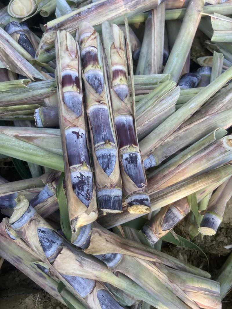 广西黑皮甘蔗种苗，适合北方，南方种植甘蔗种苗，早熟易管理
