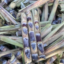 广西黑皮甘蔗种苗，适合北方，南方种植甘蔗种苗，早熟易管理