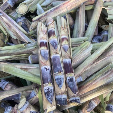 广西黑皮甘蔗种苗，适合北方，南方种植甘蔗种苗，早熟易管理