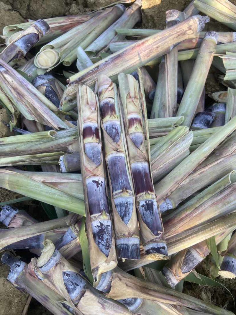 广西黑皮甘蔗种苗，适合北方，南方种植甘蔗种苗，早熟易管理
