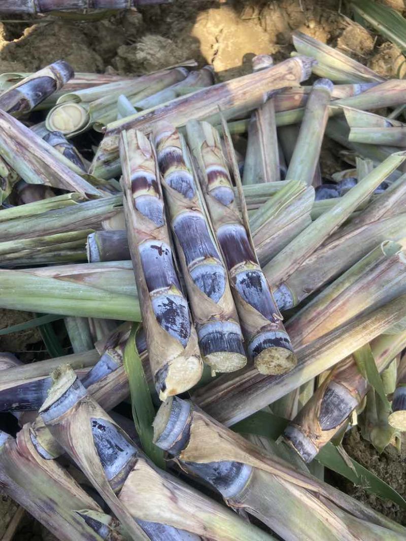 广西黑皮甘蔗种苗，适合北方，南方种植甘蔗种苗，早熟易管理