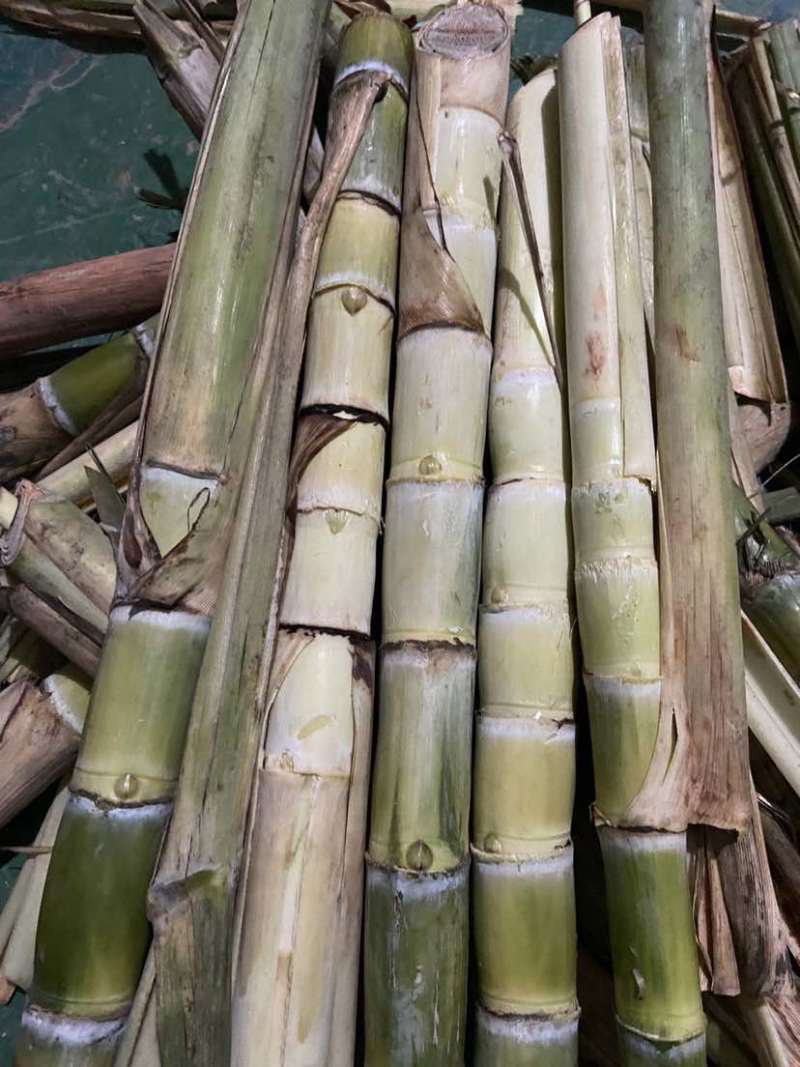 广西黄皮甘蔗苗，适合南北方种植，货源充足产地直发易管理