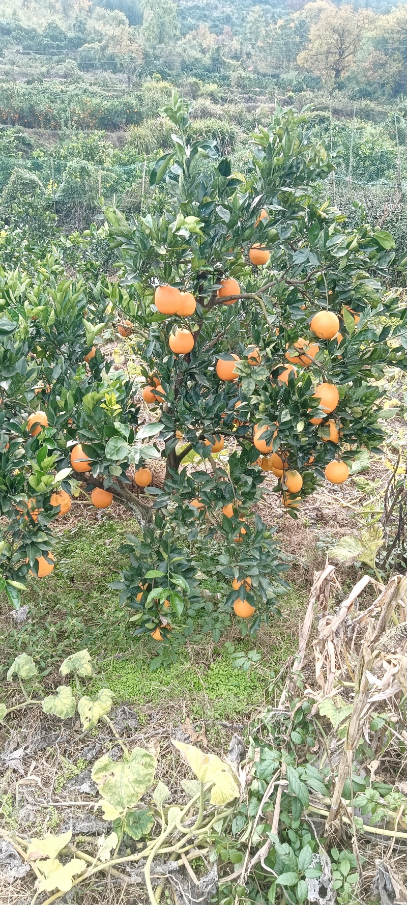 脐橙原味，高山上水果，怀化市辰溪县