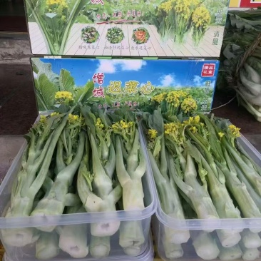 广州增城迟菜心