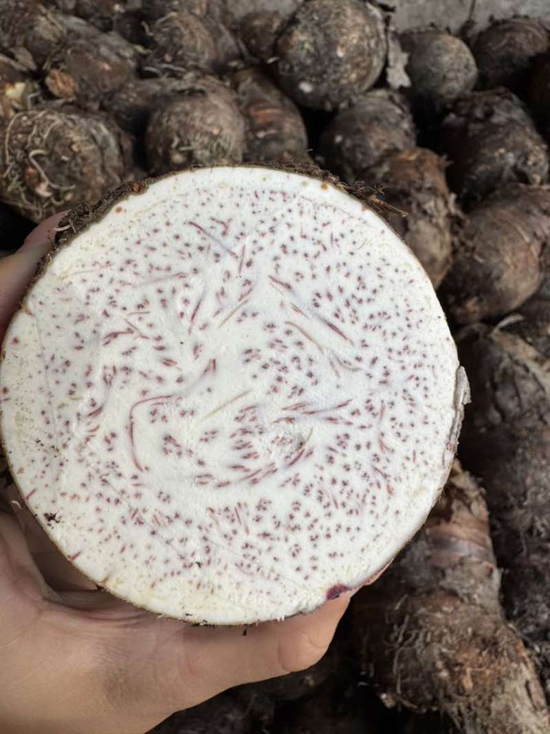 正宗荔浦芋头，粉糯面