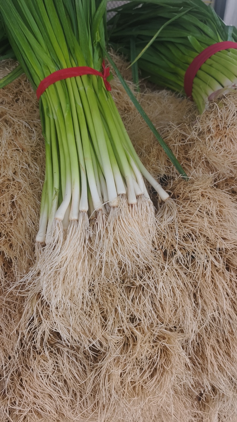 水洗蒜苗干蒜苗