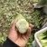 菜心，，青菜