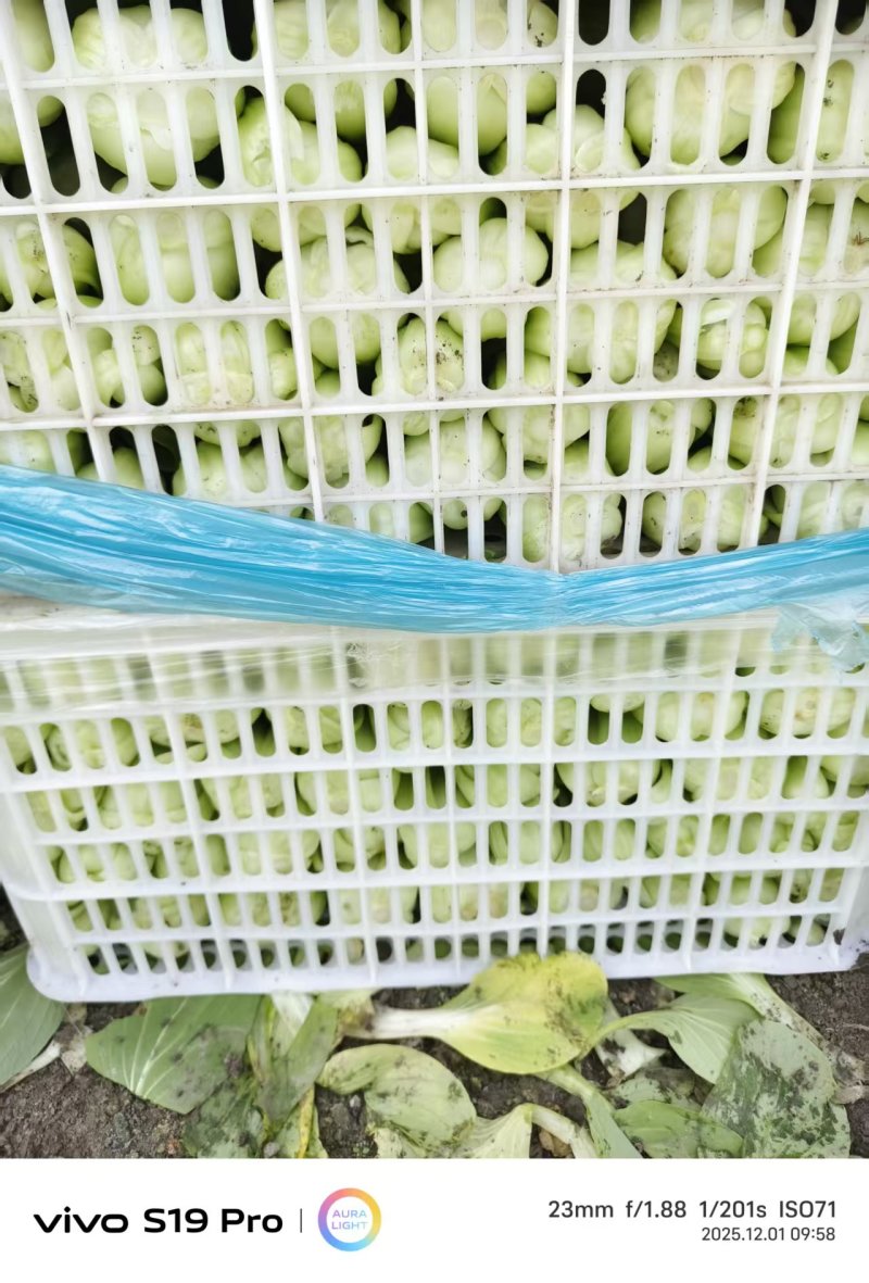 菜心，，青菜