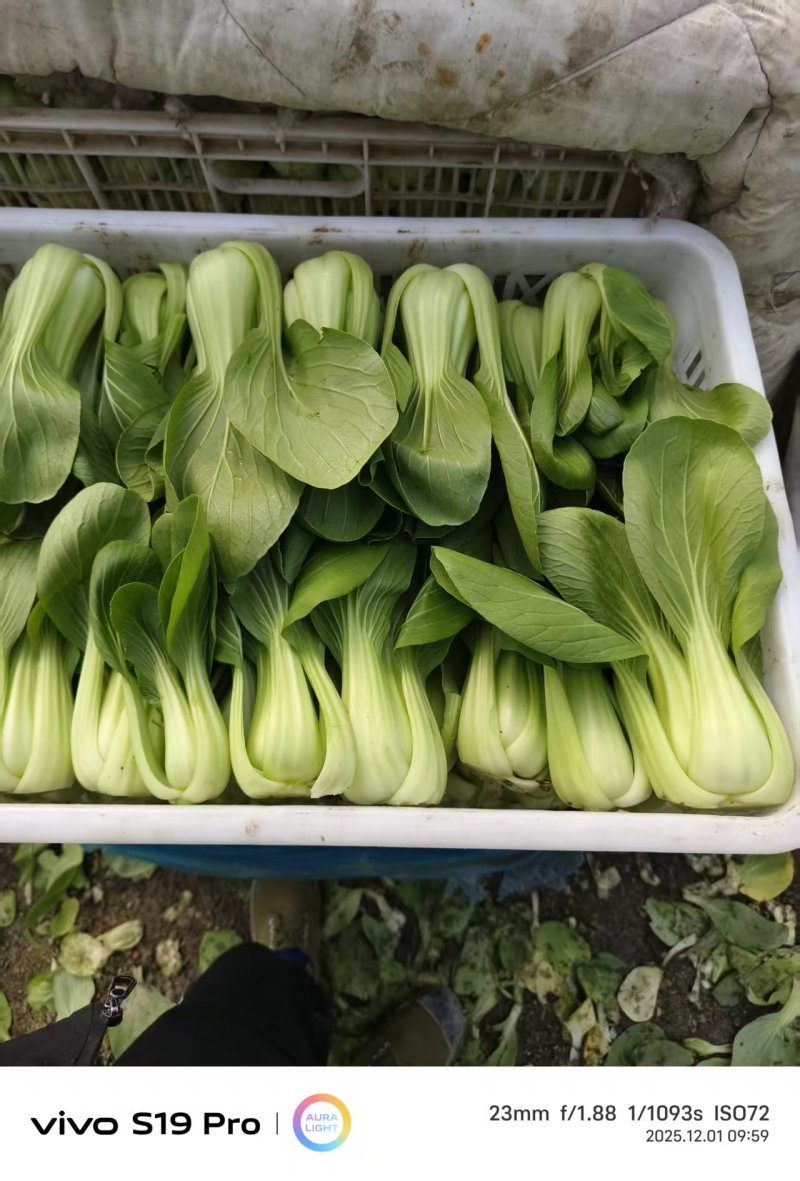 菜心，，青菜