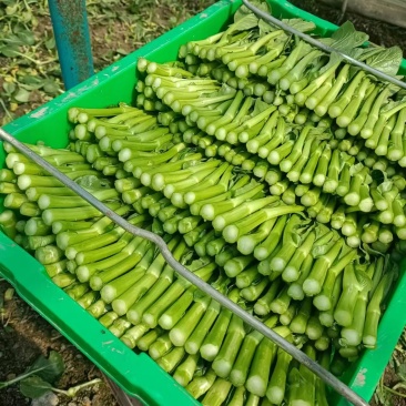 菜心，，青菜