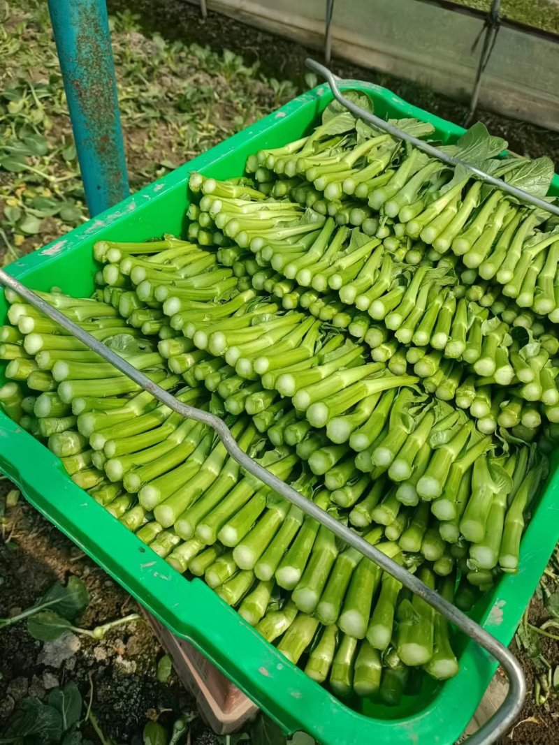 菜心，，青菜