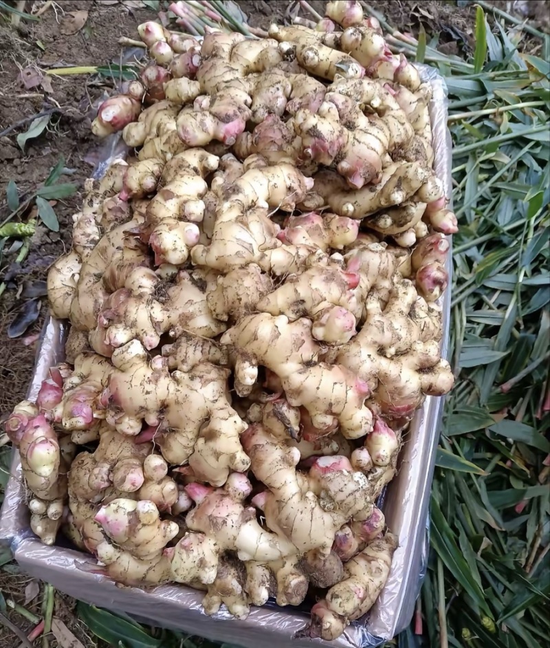 广西大肉姜加我***********