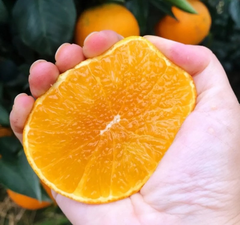 糖酸比均衡，入口即化，无核或少核，因此得名“‌果冻橙”