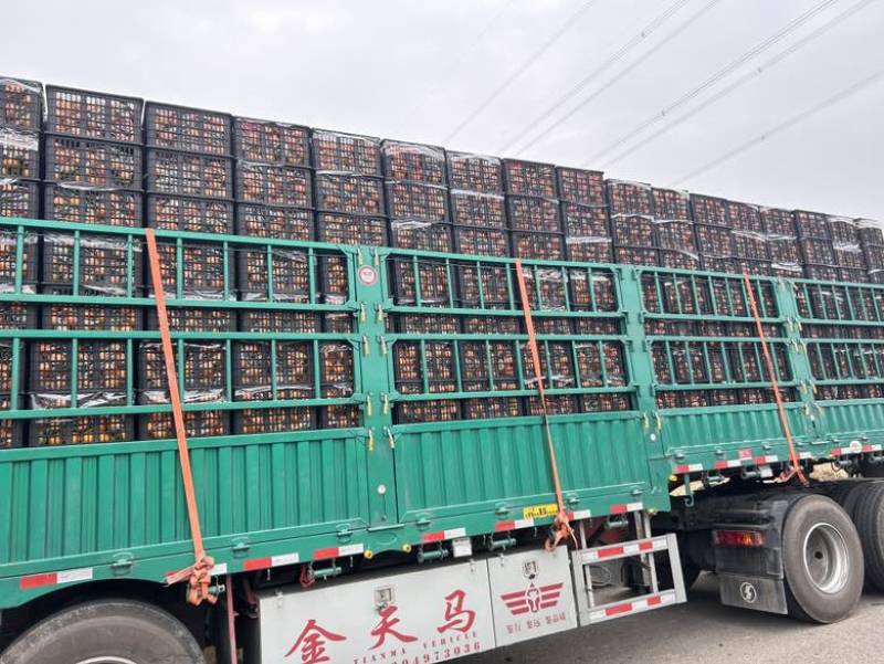 糖酸比均衡，入口即化，无核或少核，因此得名“‌果冻橙”