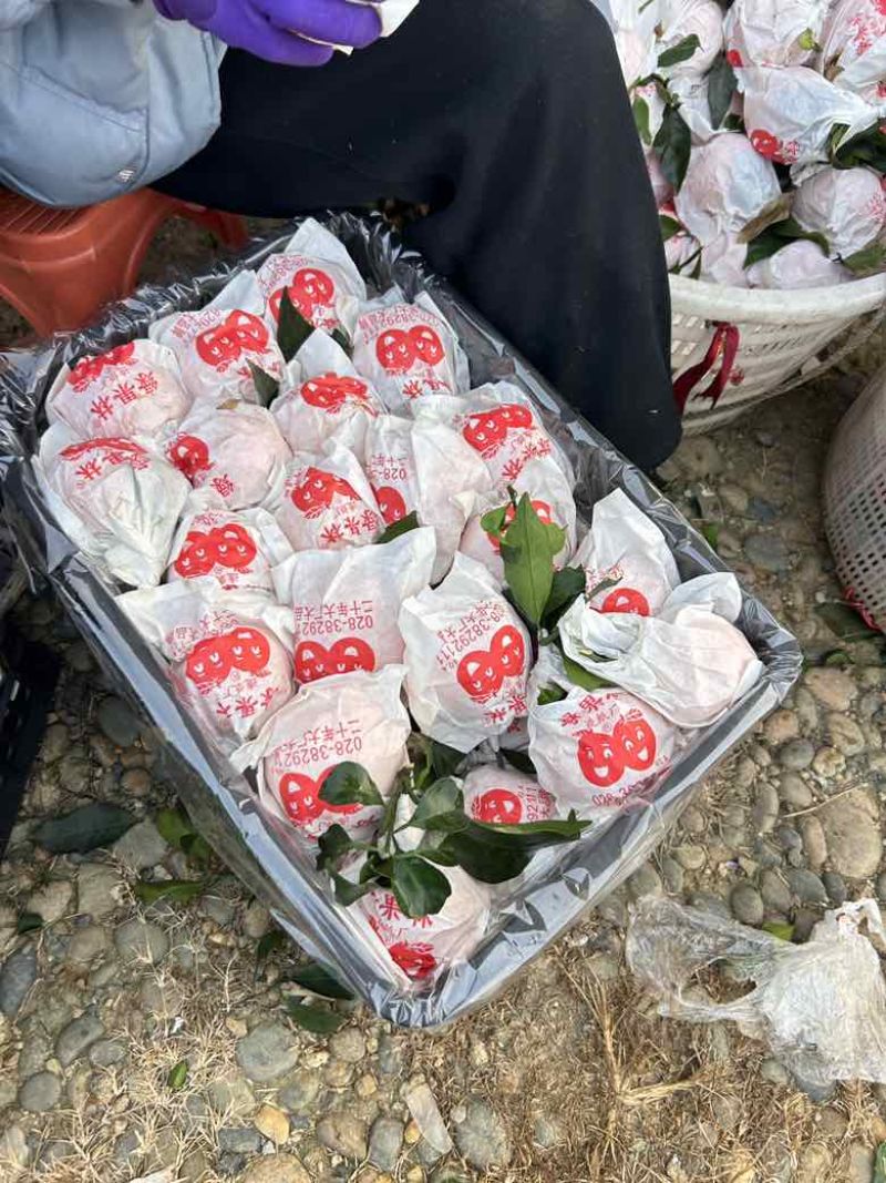 糖酸比均衡，入口即化，无核或少核，因此得名“‌果冻橙”