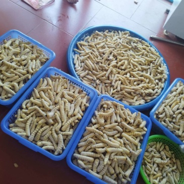 今年新品，柴虫，木虫，松树虫！