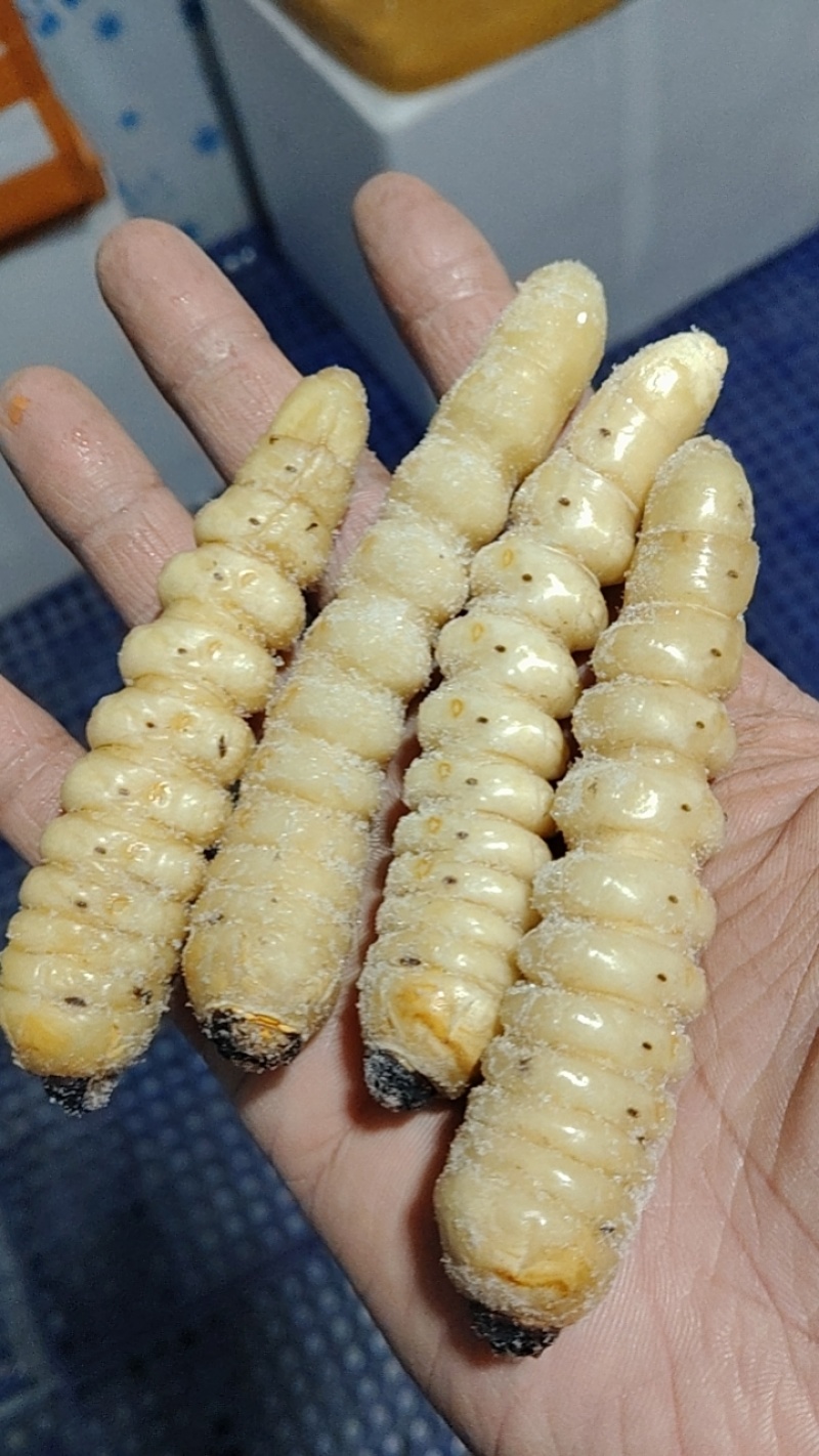 今年新品，柴虫，木虫，松树虫！