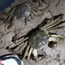 卖大闸蟹