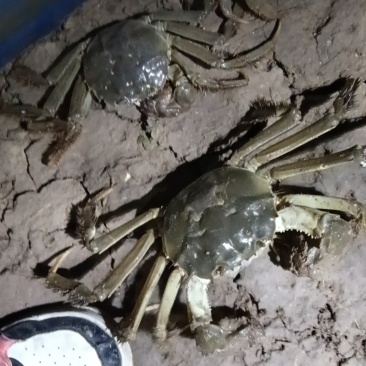 卖大闸蟹