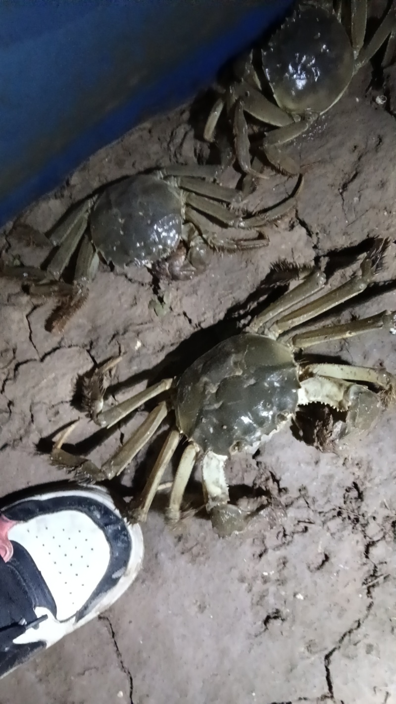 卖大闸蟹
