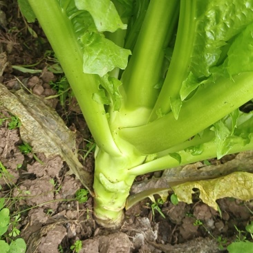 棒菜