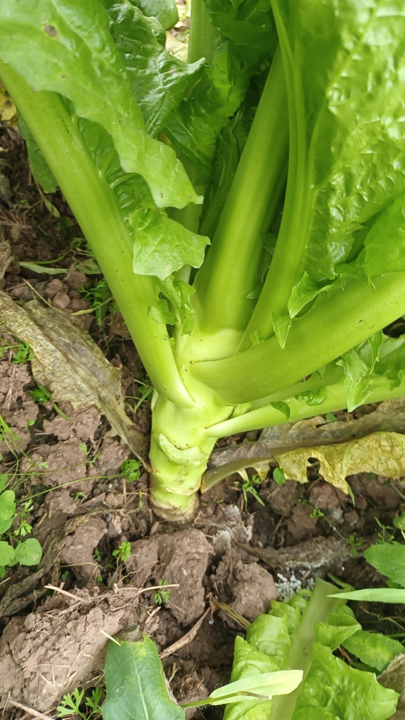 棒菜