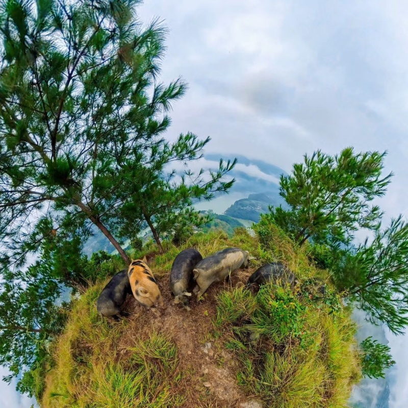跑山猪