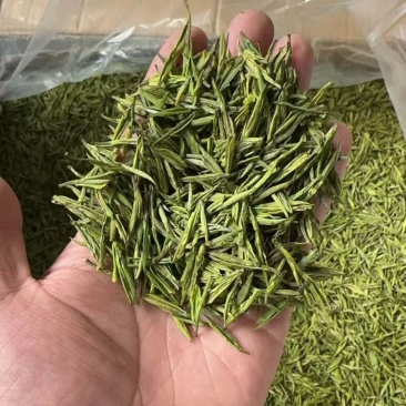 安吉白茶