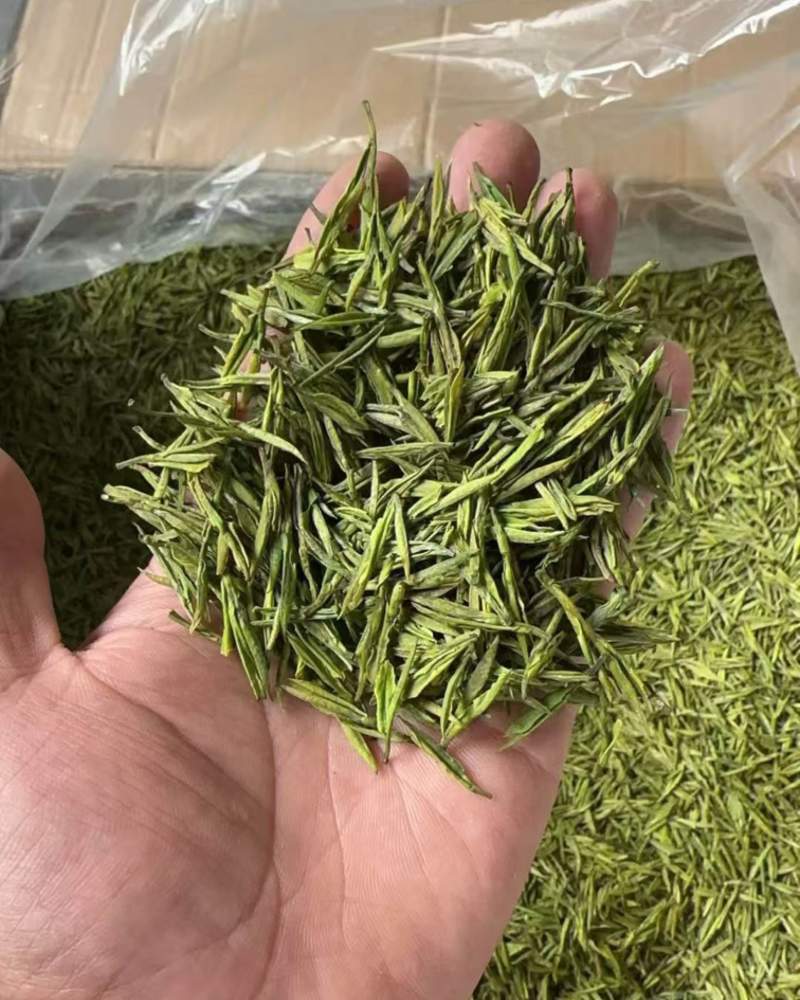 安吉白茶