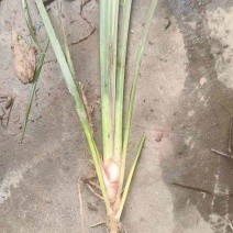 雅安红心宽叶石菖蒲种苗